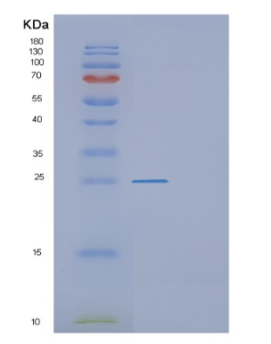 Recombinant Mouse F3 Protein