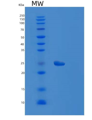 Recombinant Human FGF17 Protein