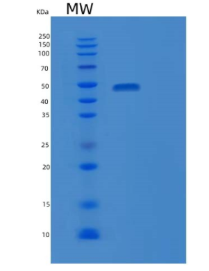 Recombinant Human FGG Protein