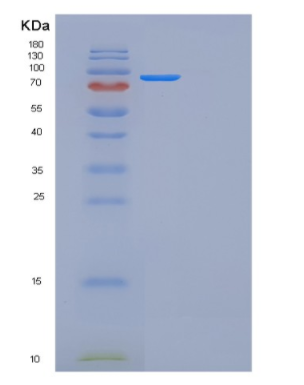 Recombinant Mouse Folh1 Protein