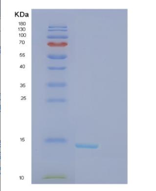 Recombinant Mouse Fkbp1a Protein