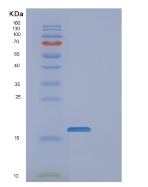 Recombinant Human FAM107B Protein