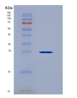 Recombinant Fibroblast Growth Factor 12 (FGF12)