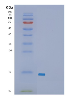 Recombinant Human FKBP2 Protein