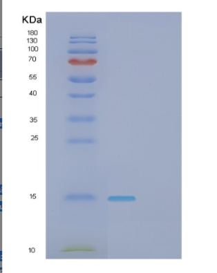 Recombinant Human GAGE2A Protein