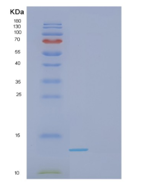 Recombinant Human GAL Protein