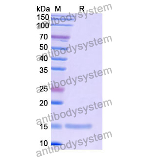 Anti-Human CD156b/ADAM17 Nanobody (SAA1218)