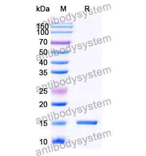 Anti-Human CD230/PRNP Nanobody (SAA0870)