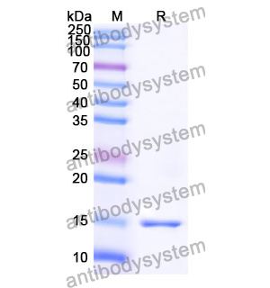 Anti-Human CRMP1 Nanobody (SAA1228)