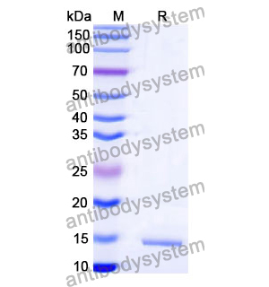 Anti-SARS-CoV-2 NP/Nucleoprotein Nanobody (SAA1347)