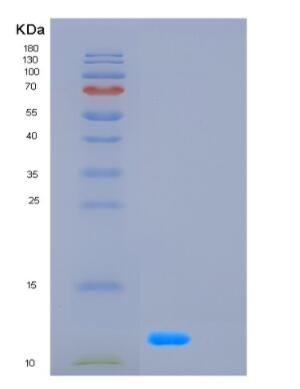 Recombinant Human GCG Protein