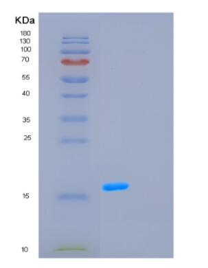 Recombinant Human GCSH Protein