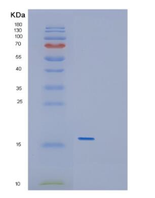 Recombinant Mouse GDF5 Protein