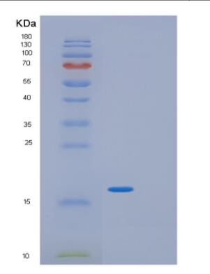 Recombinant Human GIP Protein