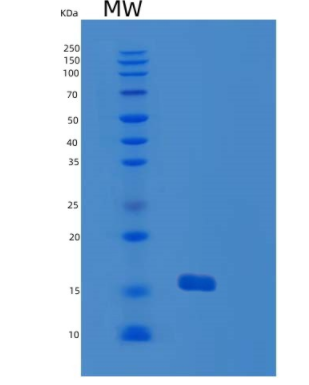Recombinant Human GMF-γ Protein