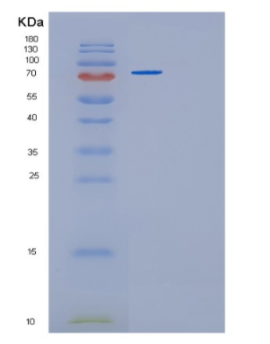 Recombinant Human GMPS Protein