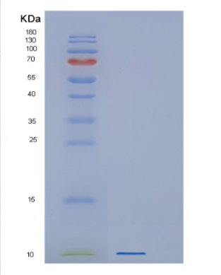Recombinant Human GNG13 Protein