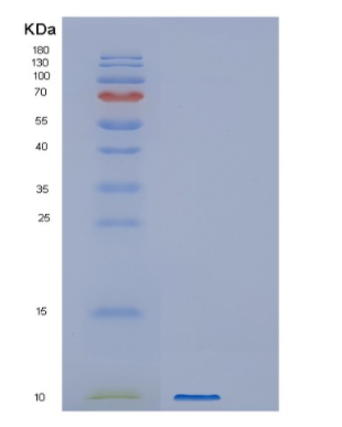 Recombinant Human GNG12 Protein