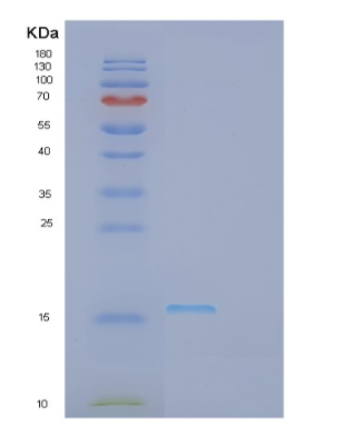 Recombinant Human GP9 Protein