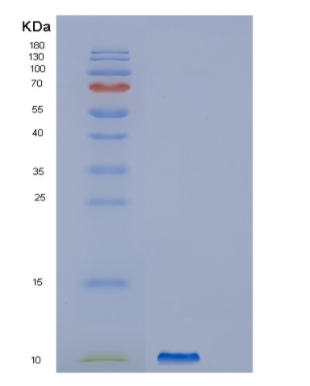 Recombinant Human GNG4 Protein
