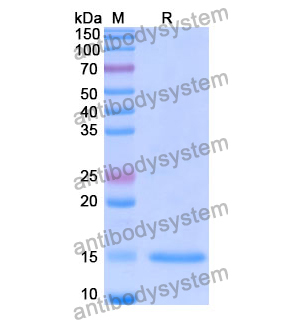 Anti-Human HTT Nanobody (SAA1033)