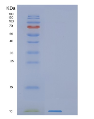 Recombinant Human GNG11 Protein