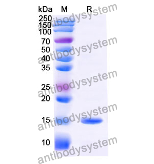 Anti-Human Adiponectin/ACRP30/ADIPOQ Nanobody (SAA1153)