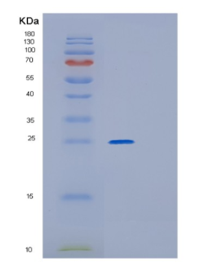 Recombinant Human GPX3(U73C) Protein