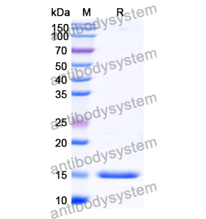 Anti-Human VWF Nanobody (SAA1195)