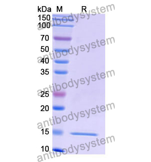 Anti-Human RHOB Nanobody (SAA1319)