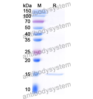 Anti-Clostridium botulinum botA/BOTOX Nanobody (SAA0937)