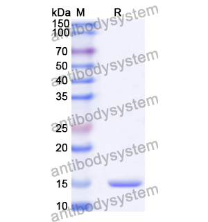 Anti-Human MAPK13 Nanobody (SAA1368)