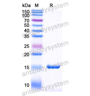 Anti-Human PCSK9 Nanobody (SAA0995)