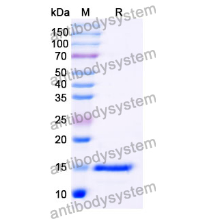 Anti-Human LRP6 Nanobody (SAA1144)