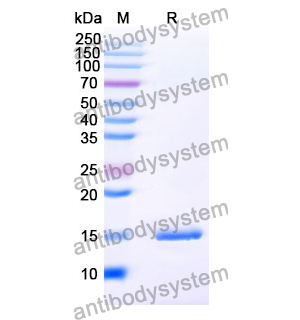 Anti-SARS-CoV-2 S Protein Nanobody (SAA1068)