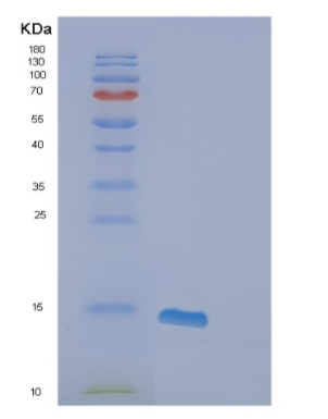 Recombinant Human FABP6 Protein