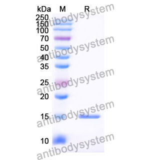 Anti-Human SP140 Nanobody (SAA0901)