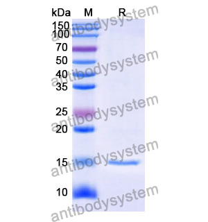 Anti-Human GABRB3 Nanobody (SAA1162)