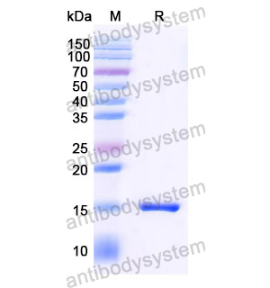 Anti-SARS-CoV-2 S Protein Nanobody (SAA1070)