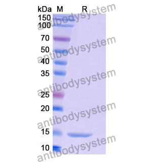 Anti-Human RHOB Nanobody (SAA0880)