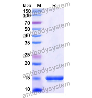 Anti-Human CD120a/TNFRSF1A/TNFR1 Nanobody (SAA1242)