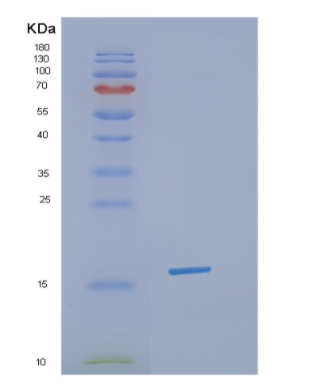 Recombinant Human H3F3A Protein