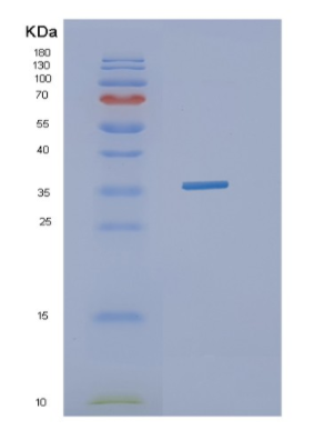 Recombinant Canine H3N2/HA Protein