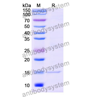 Anti-Mouse CD282/TLR2 Nanobody (SAA0821)