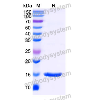 Anti-SARS-CoV-2 S Protein Nanobody (SAA0986)