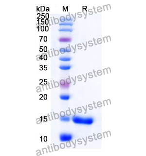 Anti-Human CD28 Nanobody (SAA1283)