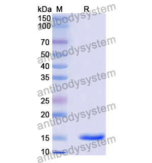 Anti-General MTX/Methotrexate Nanobody (SAA1192)