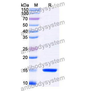 Anti-Clostridium botulinum botA/BOTOX Nanobody (SAA0933)