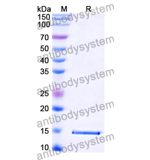 Anti-Zaire ebolavirus/ZEBOV GP/GP1,2 Nanobody (SAA1248)