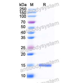 Anti-Human AKT3 Nanobody (SAA1232)